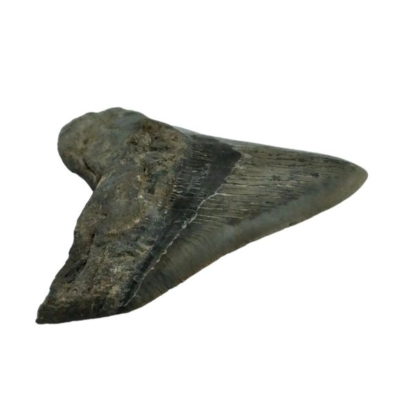 Prehistoric Otodus Megalodon Fossilized Shark Tooth Massive Top Quality Specimen - Picture 6 of 9